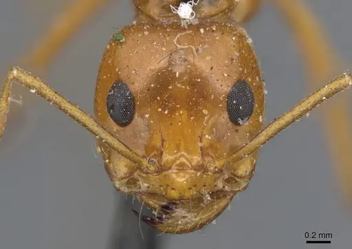 Dorymyrmex planidens - CASENT0915585