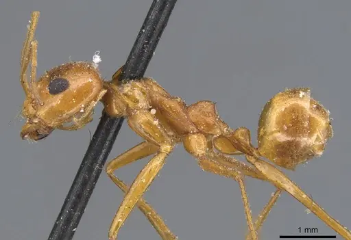 Dorymyrmex planidens - CASENT0915585