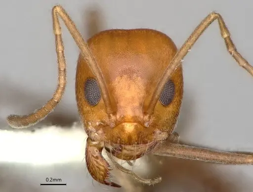 Dorymyrmex pogonius specimen