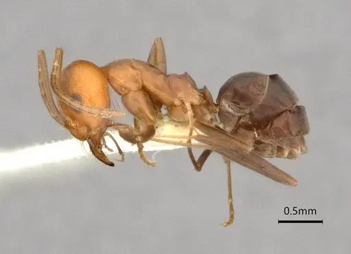 Dorymyrmex pogonius specimen