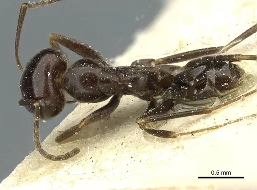 Dorymyrmex pulchellus specimen