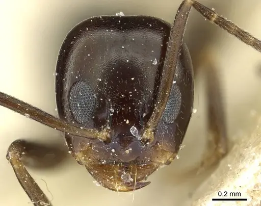 Dorymyrmex pulchellus specimen