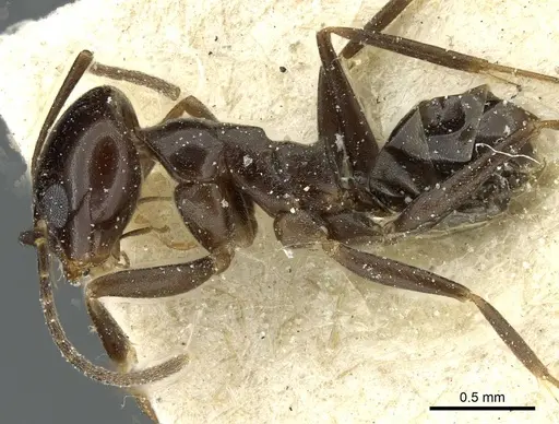 Dorymyrmex pulchellus specimen
