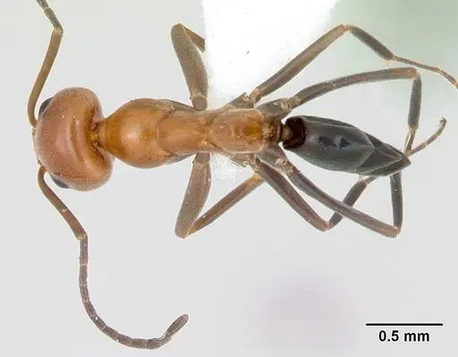 Dorymyrmex pyramicus specimen