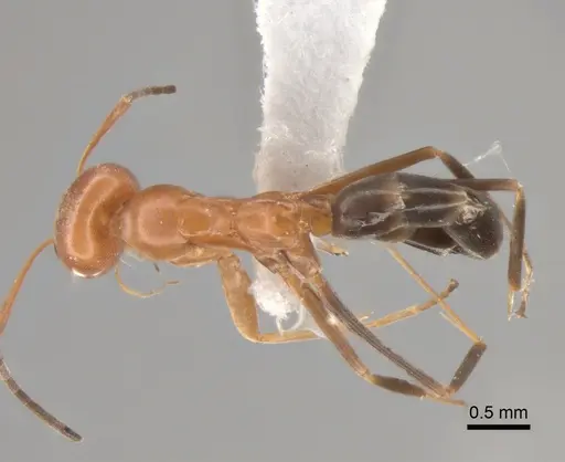 Dorymyrmex pyramicus - CASENT0841134