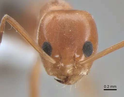 Dorymyrmex pyramicus - CASENT0841134