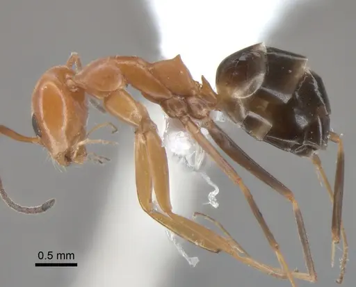 Dorymyrmex pyramicus - CASENT0841134