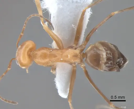 Dorymyrmex pyramicus - CASENT0841135