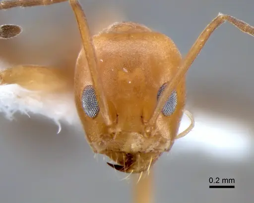 Dorymyrmex pyramicus - CASENT0841135