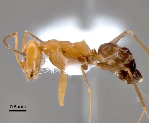 Dorymyrmex pyramicus - CASENT0841135