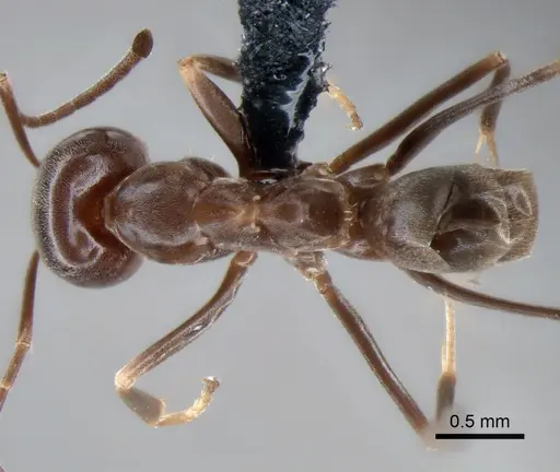 Dorymyrmex pyramicus - CASENT0841171