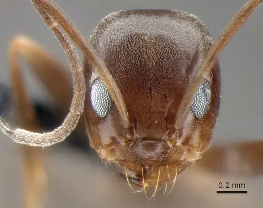 Dorymyrmex pyramicus - CASENT0841171