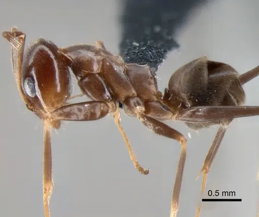 Dorymyrmex pyramicus - CASENT0841171