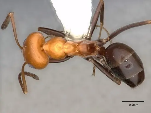 Dorymyrmex pyramicus - CASENT0841505
