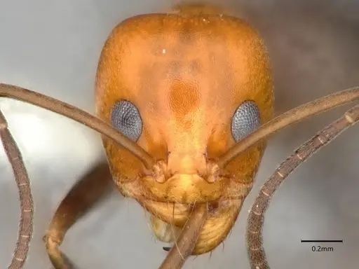 Dorymyrmex pyramicus - CASENT0841505