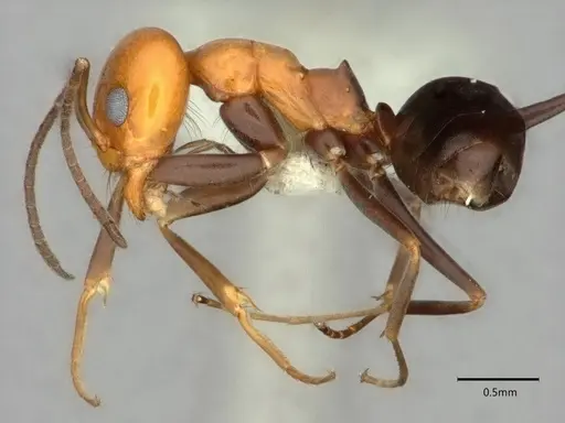 Dorymyrmex pyramicus - CASENT0841505
