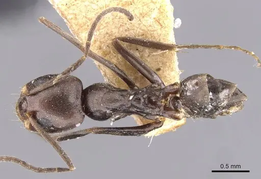Dorymyrmex pyramicus - CASENT0909739