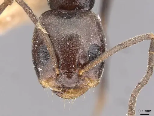 Dorymyrmex pyramicus - CASENT0909739