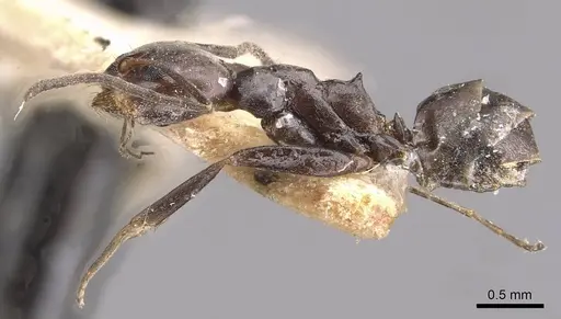 Dorymyrmex pyramicus - CASENT0909739