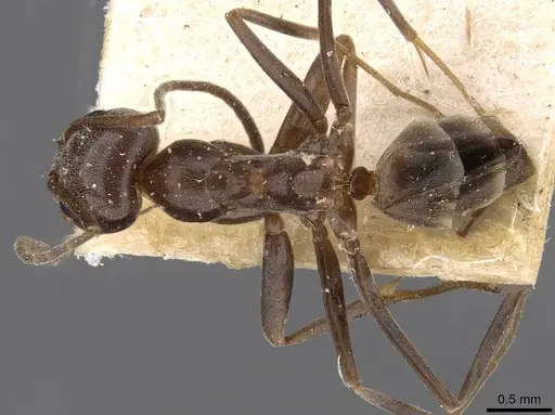 Dorymyrmex pyramicus - CASENT0909740