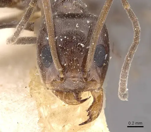Dorymyrmex pyramicus - CASENT0909740