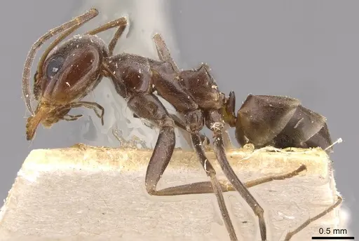 Dorymyrmex pyramicus - CASENT0909740