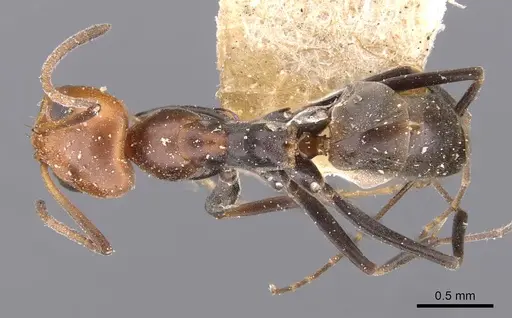 Dorymyrmex pyramicus - CASENT0909741