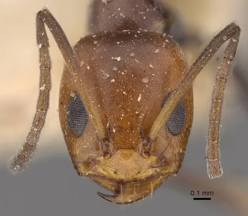 Dorymyrmex pyramicus - CASENT0909741