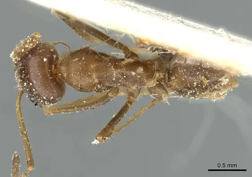 Dorymyrmex pyramicus - CASENT0911531