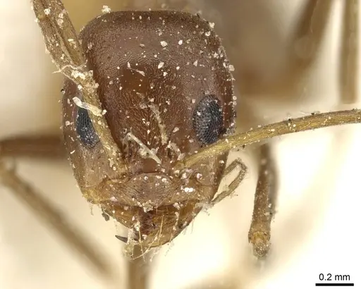 Dorymyrmex pyramicus - CASENT0911531