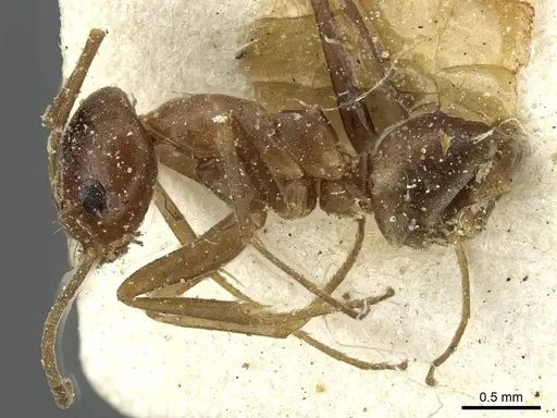 Dorymyrmex pyramicus - CASENT0911531