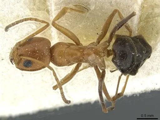 Dorymyrmex pyramicus - CASENT0911532