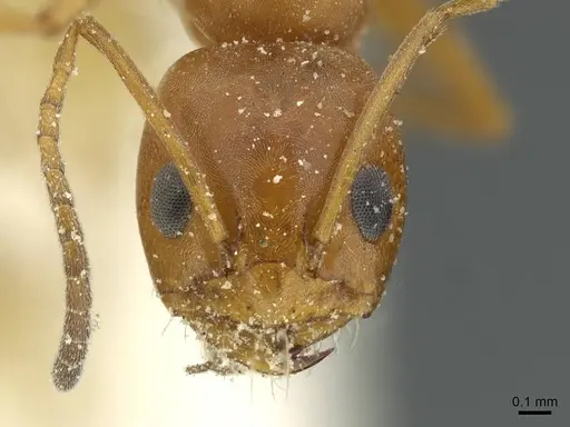 Dorymyrmex pyramicus - CASENT0911532