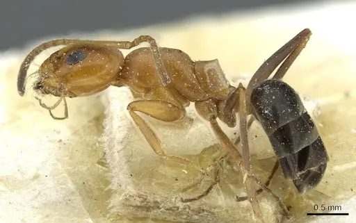 Dorymyrmex pyramicus - CASENT0911532