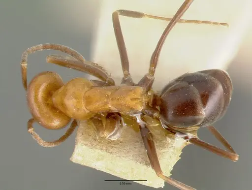 Dorymyrmex pyramicus - CASTYPE00448-01