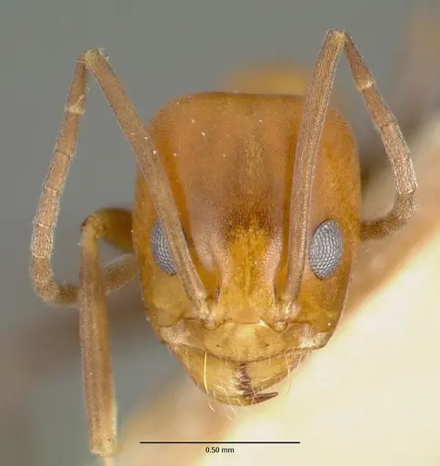 Dorymyrmex pyramicus - CASTYPE00448-01
