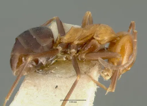 Dorymyrmex pyramicus - CASTYPE00448-01