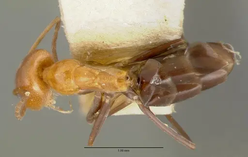 Dorymyrmex pyramicus - CASTYPE00448-02