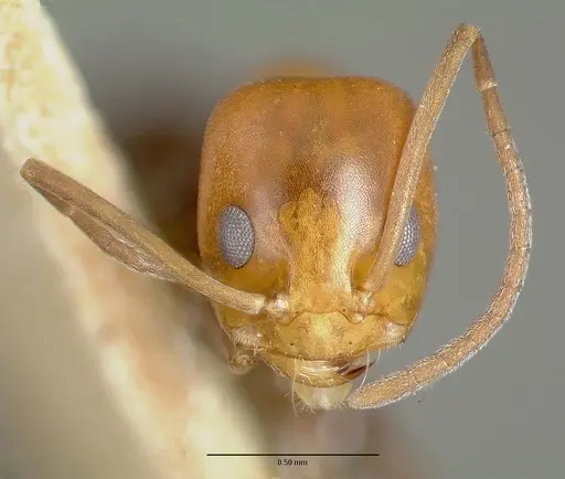 Dorymyrmex pyramicus - CASTYPE00448-02