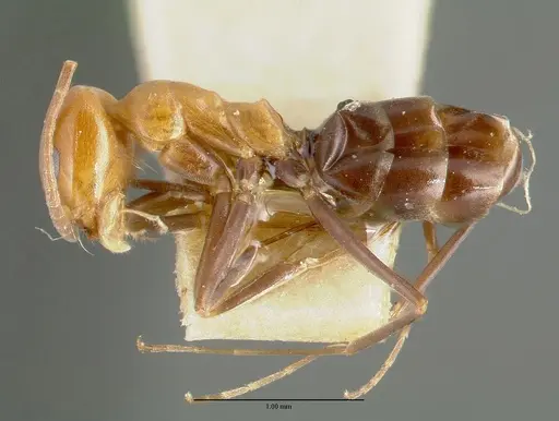 Dorymyrmex pyramicus - CASTYPE00448-02
