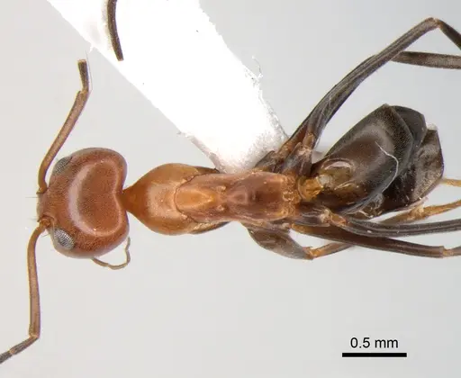 Dorymyrmex pyramicus - DZUP518138