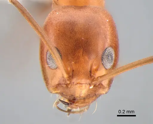 Dorymyrmex pyramicus - DZUP518138