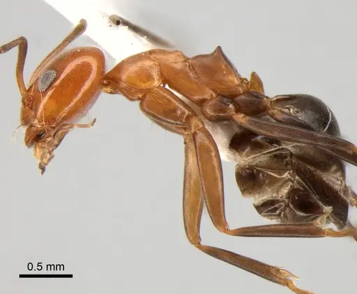 Dorymyrmex pyramicus - DZUP518138