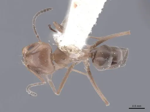 Dorymyrmex pyramicus - FMNHINS0000045109