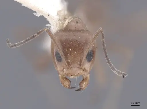 Dorymyrmex pyramicus - FMNHINS0000045109