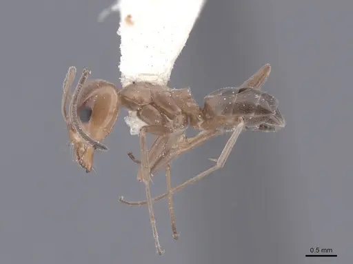 Dorymyrmex pyramicus - FMNHINS0000045109