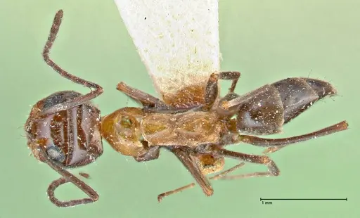 Dorymyrmex pyramicus - FOCOL2863
