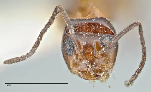 Dorymyrmex pyramicus - FOCOL2863