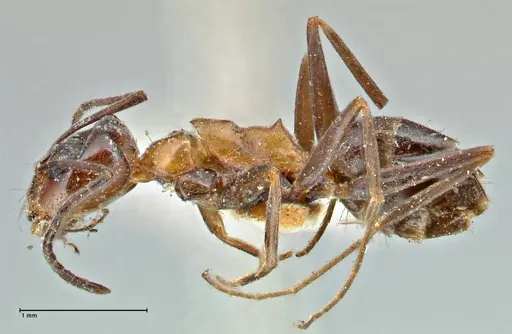 Dorymyrmex pyramicus - FOCOL2863