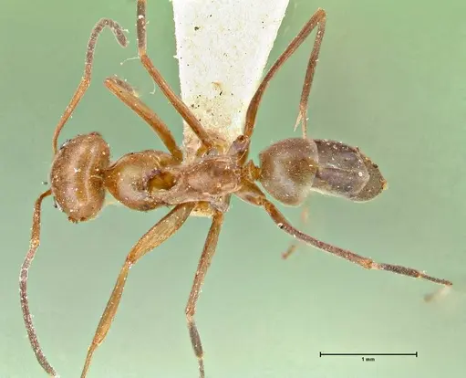 Dorymyrmex pyramicus - FOCOL2864